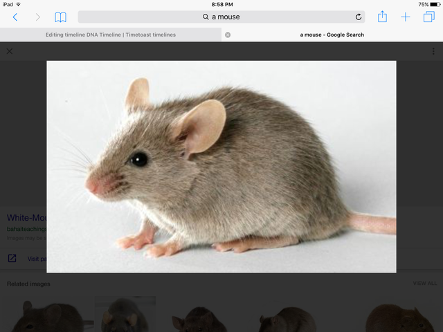 Mouse is the first mammal to have its genome decoded