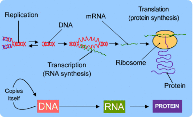RNA and DNA