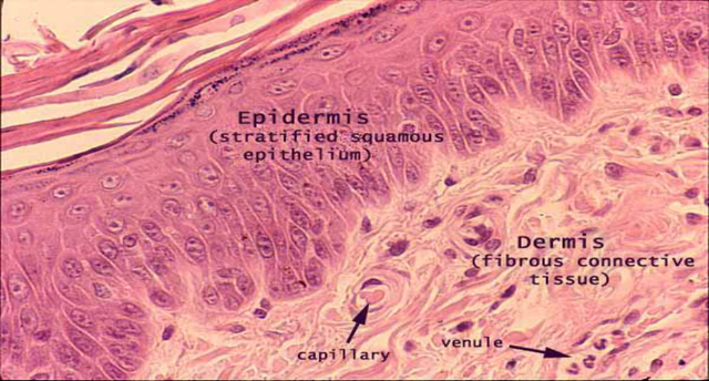 Human skin in lab