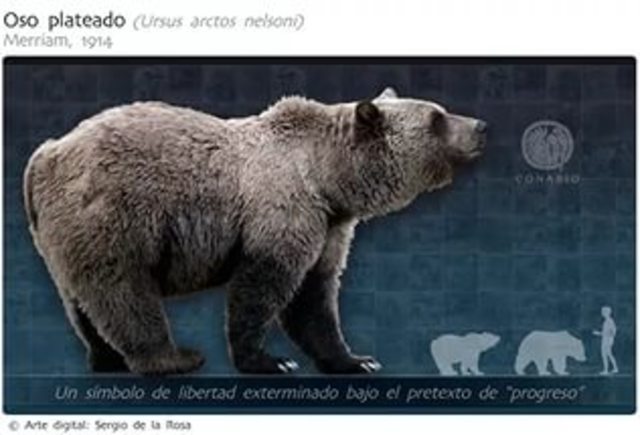 The Mexican grizzly Bear