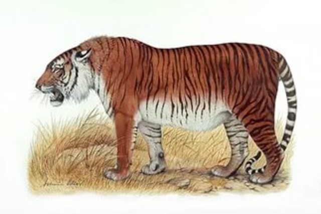 The Caspian tiger