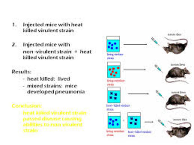 heat-killed virulent bacteria can "transform"