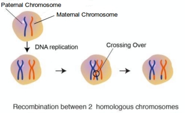 Genetic recombination