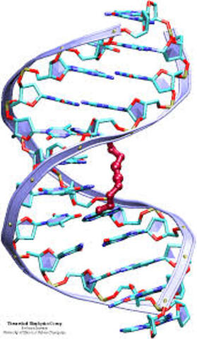 DNA is the molecule that mediates heredity
