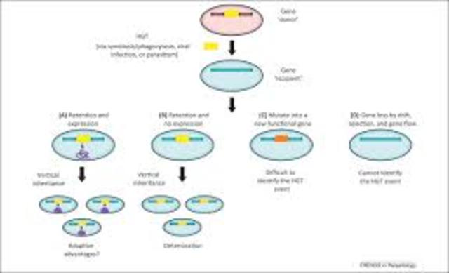 Genetic material can be transferred