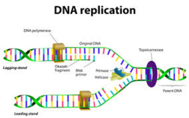 DNA replication