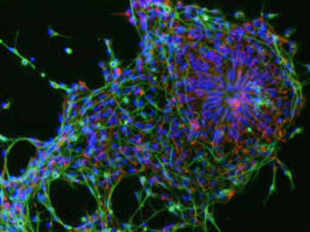 Shoukhrat Mitalipov and colleagues