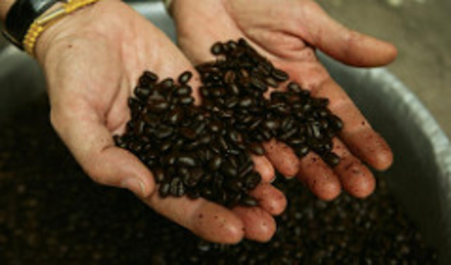 Starbucks begins ethically buying their beans