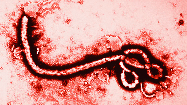 Ebola outbreak started!