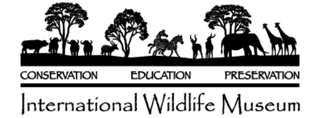 Nature Camp at The International Wildlife Museum