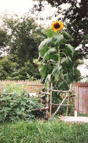 First Home, Brightmore, Detroit