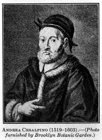 Caesalpine
