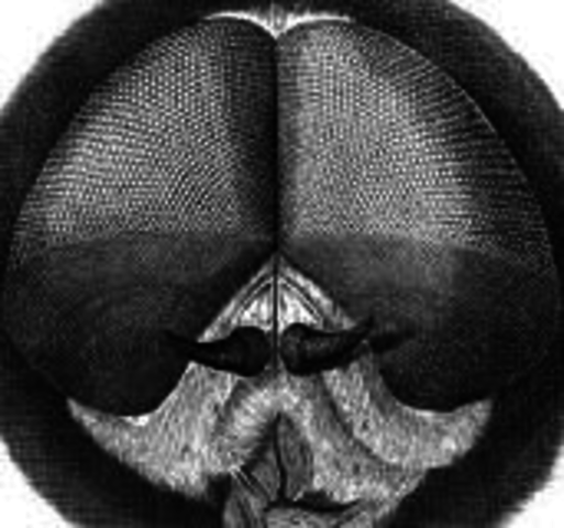 Robert Hooke's book on cells comes out