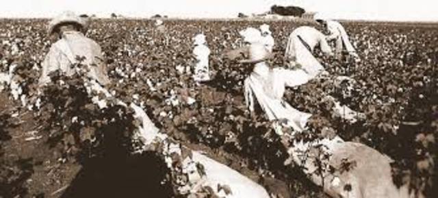 Too Much Cotton (1920s economy)
