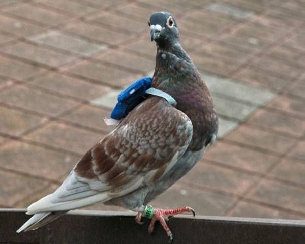 oming pigeons used to send messages