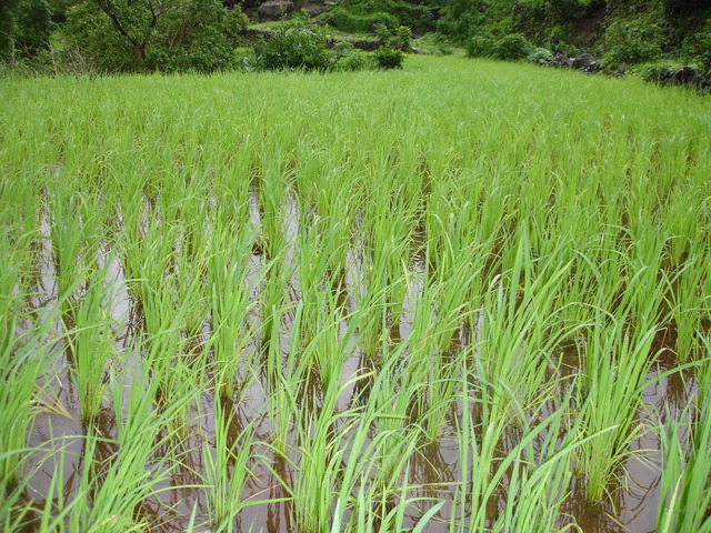 More crops, more slaves