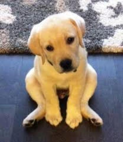 Recieved my doggy Zoey