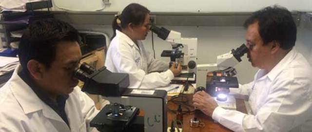 Primera vista de las celulas