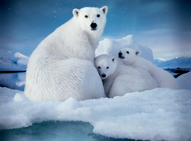 Artic Conservation Act