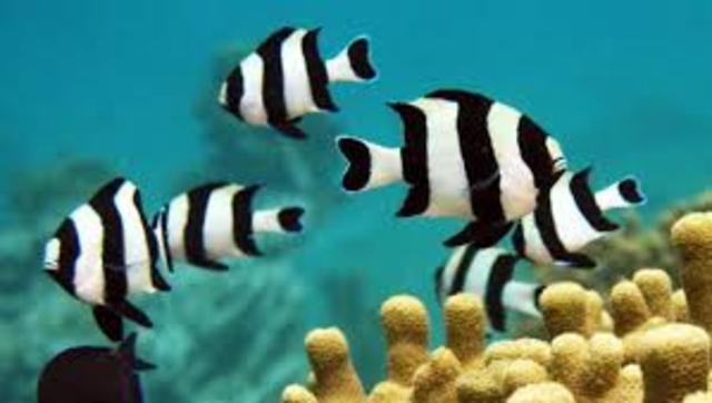 Fish and Wildlife Act