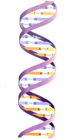 Scientists at Cambridge University discovered structure of DNA