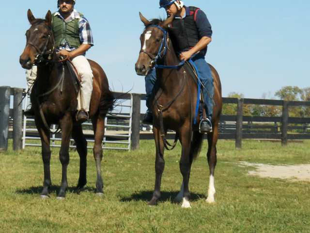 people use horses to rave