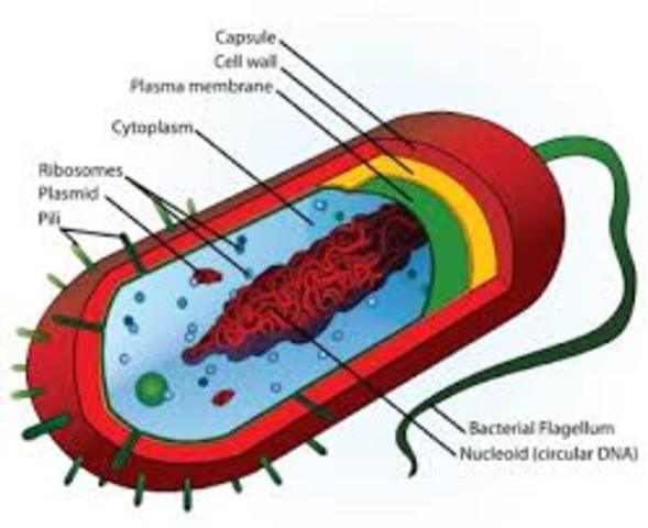 Threshold 1: Simple bacteria - prokaryotes