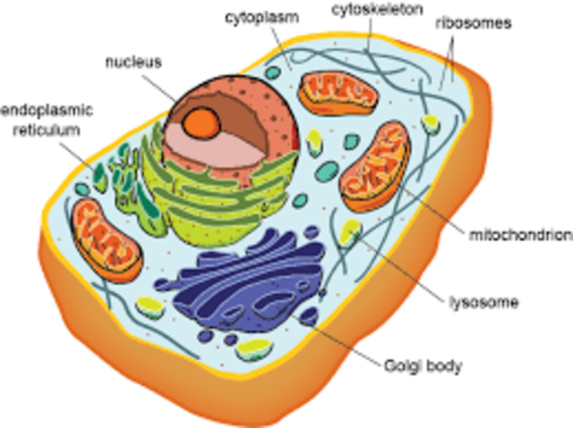 Threshold 3: More complex cells - eukaryotes
