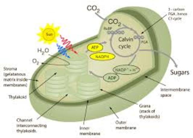 Threshold 2: Photosynthesis