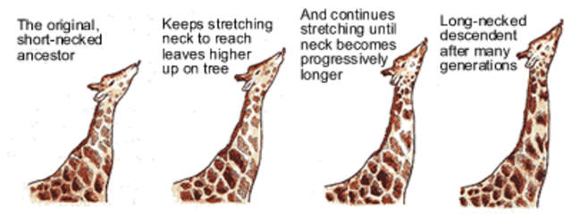 Jean-Baptiste Lamarck Hypothesizes Inheritance Theory