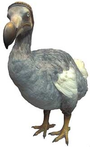 Dodo