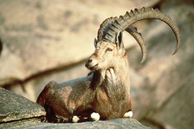 Pyrenean Ibex