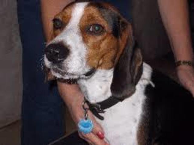 Mon quatrième chien