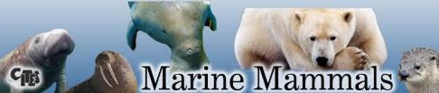 Marine Mammal Protection Act