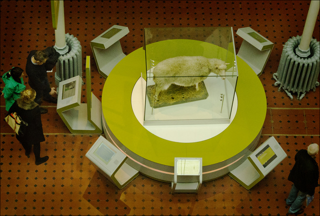 Dolly the sheep is cloned