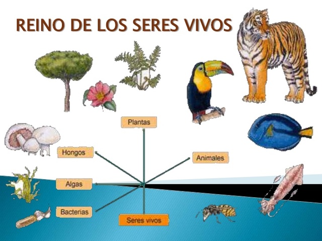 INDICIOS DE SERES VIVOS