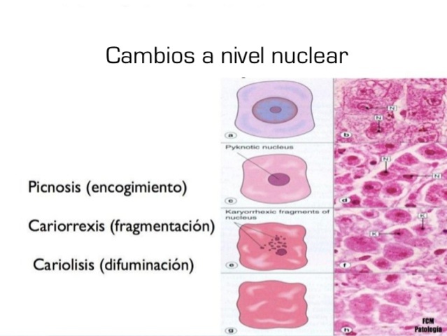 CAMBIOS EN LAS CELULAS