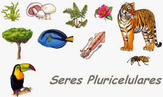 ORGANISMOS PLURICELULARES