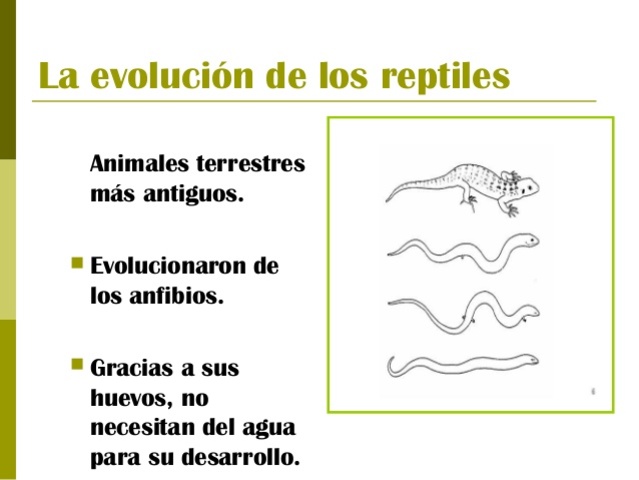 EVOLUCIÓN DE LOS REPTILES