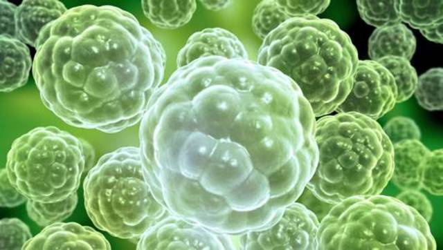 Threshold 4: Multi-celled organisms