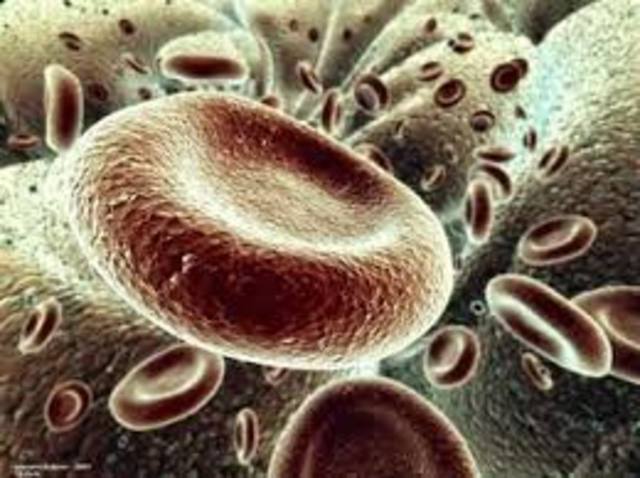 Las cuatro posiciones de la teoria celular en la actualidad