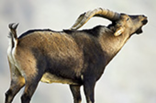 First extinct animal was cloned!