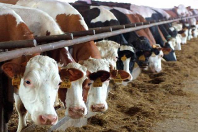 La carn de vaca britànica és retirada de tots els mercats europeus a causa de la síndrome de les vaques boges que es transmet d'animal a humà provocant greus danys.