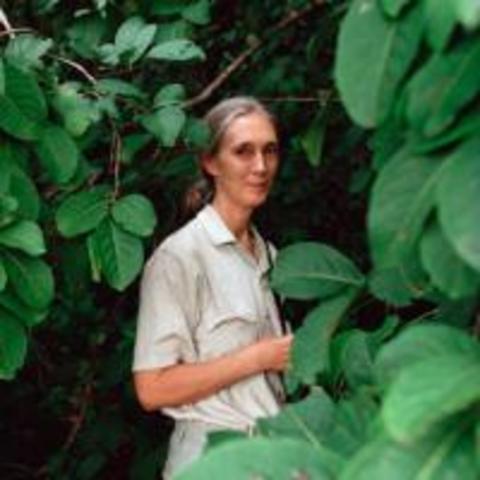 Jane Goodall