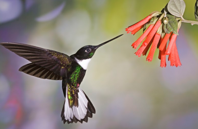 Ingresos Turismo 2013