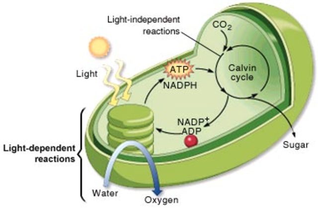 Mini-threshold 2: Photosynthesis
