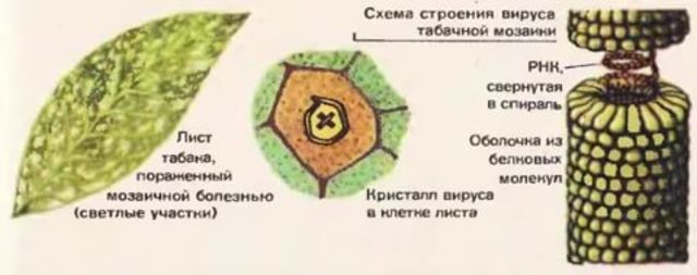 Строение вируса табачной мозаики рисунок