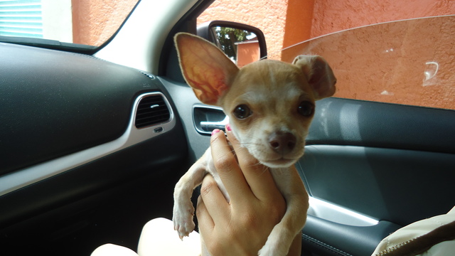 Nueva integrante de familia