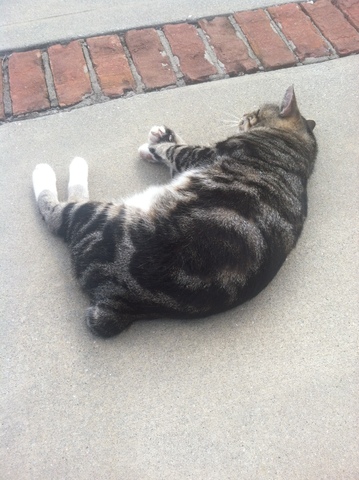 Splish joins our family