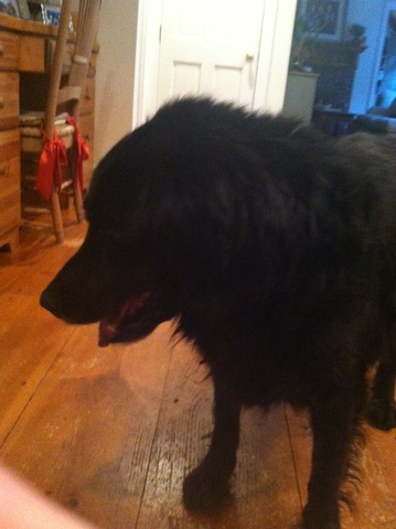 Willie is in our family now!!